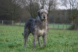 IRISH WOLFHOUND 243